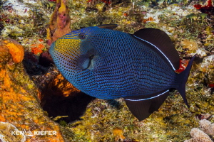 Black Durgeon in Cozumel
Canon 5D3 w/ 8-15mm fisheye    ... by Ken Kiefer 